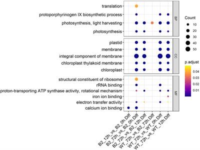 Proteomic Responses of Dark-Adapted Euglena gracilis and Bleached Mutant Against Light Stimuli